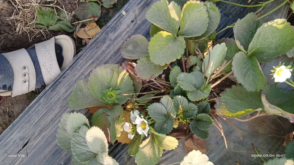 اي الحل يا مهندسين . وأورق دلوقت ولا لما القلب يكبر شويه